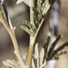 Acacia dealbata at Illilanga & Baroona - 12 Aug 2018