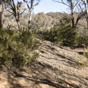 Acacia rubida at Illilanga & Baroona - 12 Aug 2018