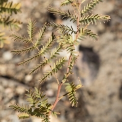 Acacia rubida at Illilanga & Baroona - 12 Aug 2018