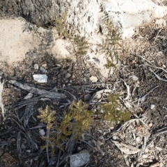 Acacia rubida at Illilanga & Baroona - 12 Aug 2018