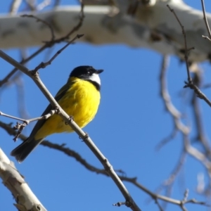 Pachycephala pectoralis at Hackett, ACT - 12 Aug 2018