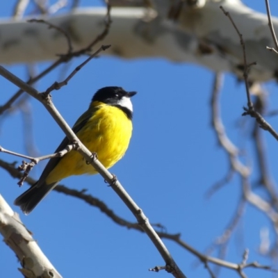 Pachycephala pectoralis (Golden Whistler) at Hackett, ACT - 12 Aug 2018 by WalterEgo