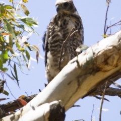 Accipiter fasciatus (Brown Goshawk) at Michelago, NSW - 31 Dec 2012 by Illilanga