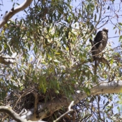 Accipiter fasciatus at Michelago, NSW - 31 Dec 2012