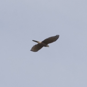 Accipiter fasciatus at Michelago, NSW - 1 May 2012