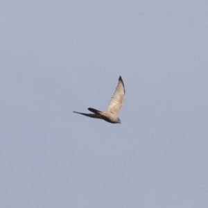 Accipiter fasciatus at Michelago, NSW - 1 May 2012