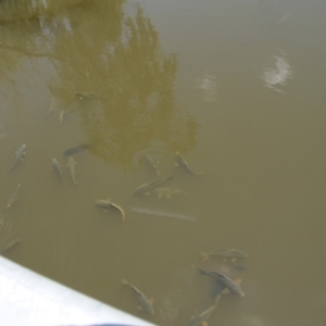 Cyprinus carpio at Fyshwick, ACT - 21 Nov 2015