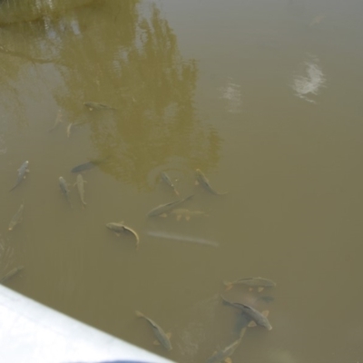 Cyprinus carpio (Common Carp) at Jerrabomberra Wetlands - 21 Nov 2015 by AlisonMilton