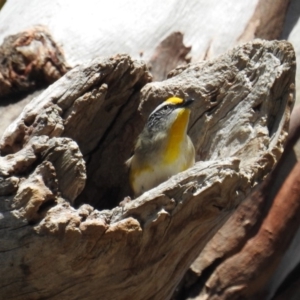 Pardalotus striatus at Kambah, ACT - 11 Aug 2018