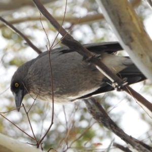 Strepera versicolor at Kambah, ACT - 10 Aug 2018 12:15 PM