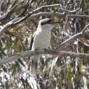 Dacelo novaeguineae at Kambah, ACT - 10 Aug 2018 11:06 AM