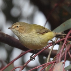 Smicrornis brevirostris at Kambah, ACT - 8 Jul 2018