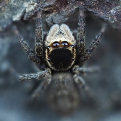 Unidentified Jumping or peacock spider (Salticidae) at Batemans Marine Park - 11 Aug 2018 by David
