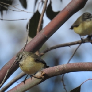 Acanthiza chrysorrhoa at Kambah, ACT - 8 Jul 2018