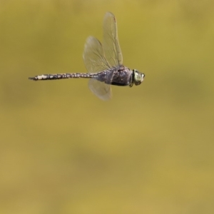 Anax papuensis at Fyshwick, ACT - 28 Sep 2017 11:31 AM