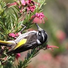 Phylidonyris novaehollandiae (New Holland Honeyeater) at Fyshwick, ACT - 28 Sep 2017 by AlisonMilton