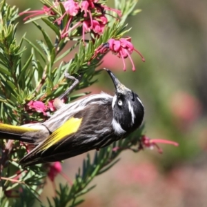 Phylidonyris novaehollandiae at Fyshwick, ACT - 28 Sep 2017