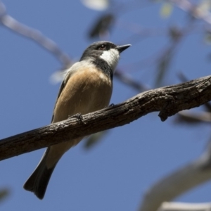 Pachycephala rufiventris at Fyshwick, ACT - 28 Sep 2017 12:41 PM