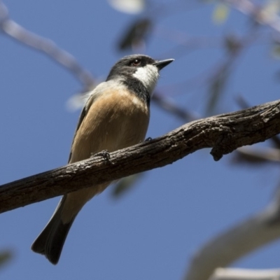 Pachycephala rufiventris (Rufous Whistler) at Fyshwick, ACT - 28 Sep 2017 by AlisonMilton