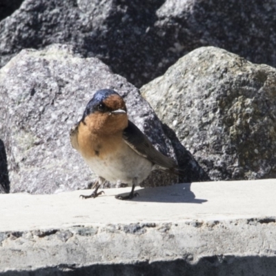 Hirundo neoxena (Welcome Swallow) at Kingston, ACT - 28 Sep 2017 by AlisonMilton