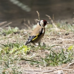 Carduelis carduelis (European Goldfinch) at Lake Burley Griffin Central/East - 27 Sep 2017 by Alison Milton