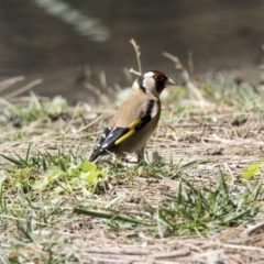 Carduelis carduelis (European Goldfinch) at Kingston, ACT - 28 Sep 2017 by AlisonMilton