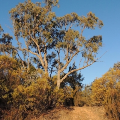 Eucalyptus bridgesiana (Apple Box) at Bullen Range - 5 Aug 2018 by michaelb