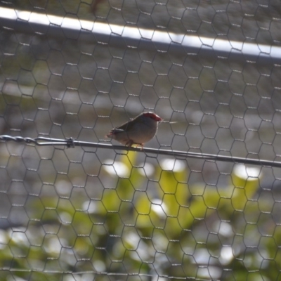 Neochmia temporalis (Red-browed Finch) at Wamboin, NSW - 17 Jul 2018 by natureguy