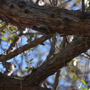 Daphoenositta chrysoptera at Wamboin, NSW - 17 Jul 2018 04:22 PM