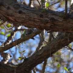 Daphoenositta chrysoptera at Wamboin, NSW - 17 Jul 2018 04:22 PM