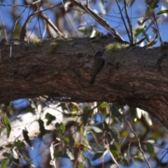 Daphoenositta chrysoptera at Wamboin, NSW - 17 Jul 2018 04:22 PM