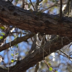 Daphoenositta chrysoptera at Wamboin, NSW - 17 Jul 2018