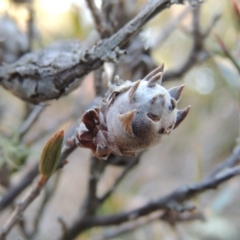 Chalcidoidea (superfamily) (A gall wasp or Chalcid wasp) at Greenway, ACT - 17 Jul 2018 by michaelb