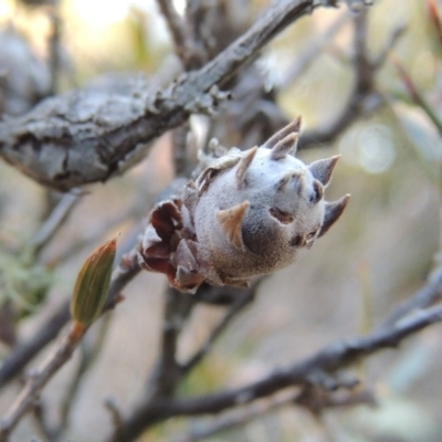 Chalcidoidea (superfamily) (A gall wasp or Chalcid wasp) at Greenway, ACT - 17 Jul 2018 by michaelb