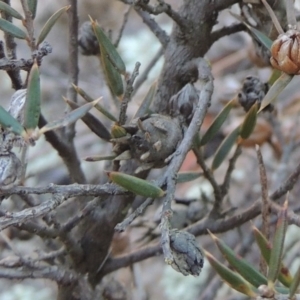 Chalcidoidea (superfamily) at Greenway, ACT - 17 Jul 2018 05:51 PM