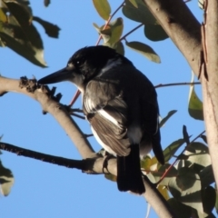 Cracticus torquatus (Grey Butcherbird) at Bullen Range - 5 Aug 2018 by michaelb