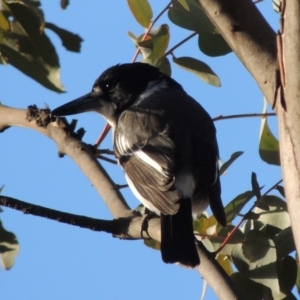 Cracticus torquatus at Bullen Range - 5 Aug 2018 06:02 PM