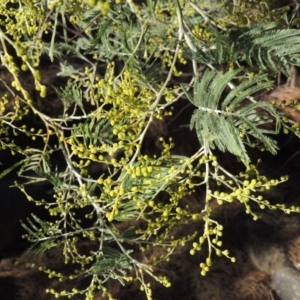 Acacia dealbata at Bullen Range - 5 Aug 2018 06:23 PM