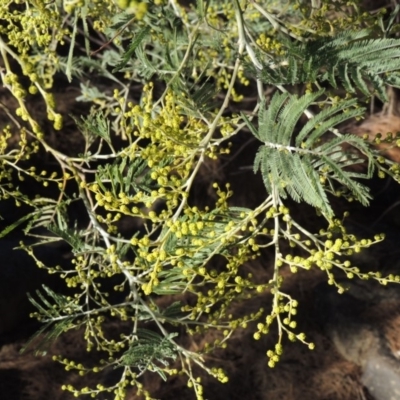 Acacia dealbata (Silver Wattle) at Bullen Range - 5 Aug 2018 by michaelb
