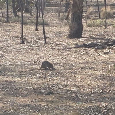 Bettongia gaimardi (Eastern Bettong, Tasmanian Bettong) at Gungahlin, ACT - 11 Aug 2018 by Mothy