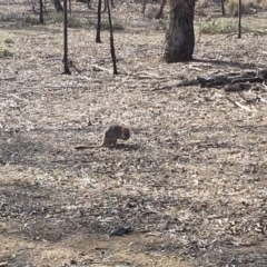 Bettongia gaimardi at Gungahlin, ACT - 11 Aug 2018