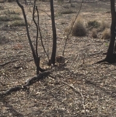 Bettongia gaimardi at Gungahlin, ACT - 11 Aug 2018