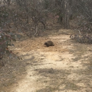 Tachyglossus aculeatus at Gungahlin, ACT - 11 Aug 2018 02:54 PM