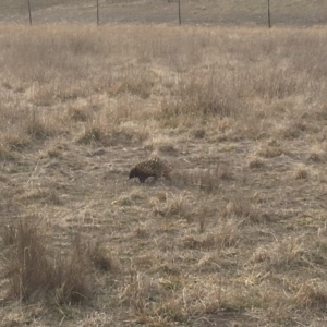 Tachyglossus aculeatus at Gungahlin, ACT - 11 Aug 2018