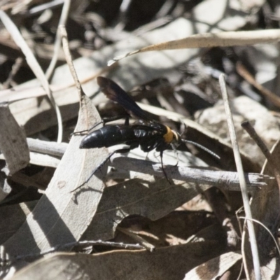 Ferreola handschini (Orange-collared Spider Wasp) at Michelago, NSW - 22 Nov 2017 by Illilanga