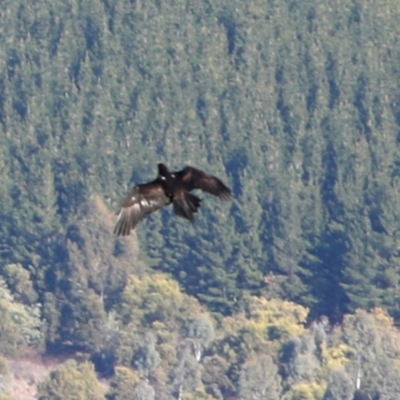 Aquila audax (Wedge-tailed Eagle) at Lower Cotter Catchment - 12 Aug 2018 by JudithRoach