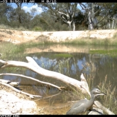 Egretta novaehollandiae (White-faced Heron) at Michelago, NSW - 3 Dec 2011 by Illilanga