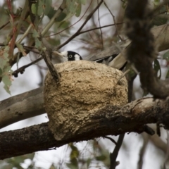 Grallina cyanoleuca (Magpie-lark) at Michelago, NSW - 2 Jan 2014 by Illilanga