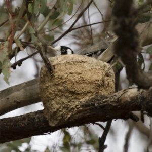 Grallina cyanoleuca at Michelago, NSW - 2 Jan 2014 07:03 AM