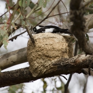 Grallina cyanoleuca at Michelago, NSW - 2 Jan 2014 07:03 AM